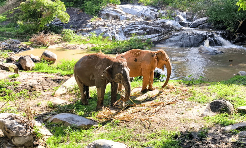 Chiang Mai: Ethical Half Day Elephant Sanctuary & Waterfall - Why the ethical rules matter at Joy Elephant Sanctuary