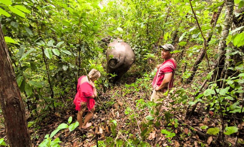 Chiang Mai: Ethical Half Day Elephant Sanctuary & Waterfall - Walking through the jungle at elephant speed