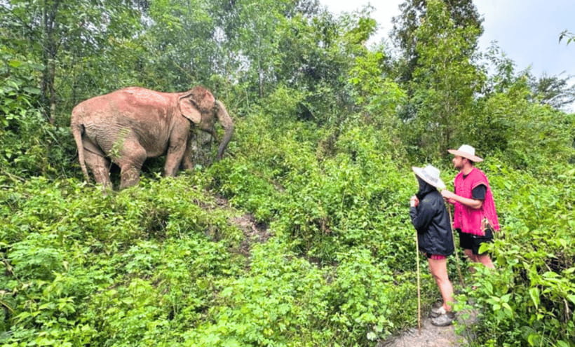 Chiang Mai: Ethical Half Day Elephant Sanctuary & Waterfall - Morning or afternoon: choosing the better session