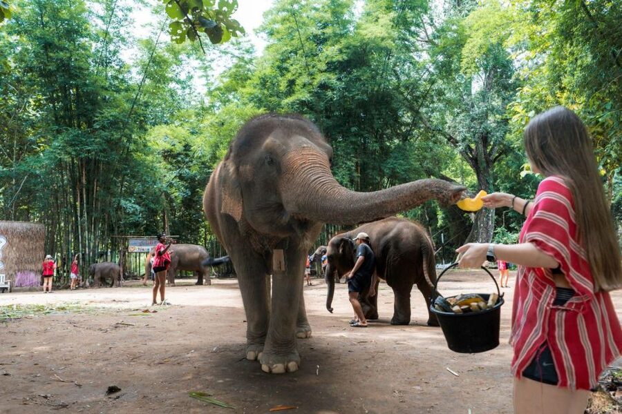Chiang Mai: Full-Day Kerchor Elephant Eco Park Tour & Trek - Who Should Book This Tour?