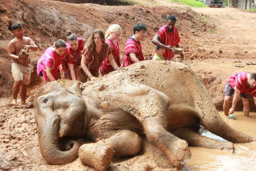 Chiang Mai: Full-Day Kerchor Elephant Eco Park Tour & Trek - Why This Day Works So Well