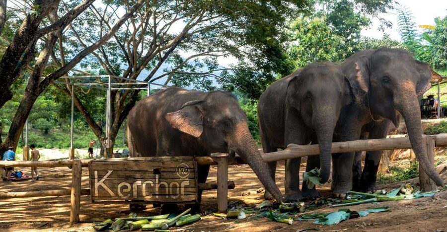 Chiang Mai: Full-Day Kerchor Elephant Eco Park Tour & Trek - Thai Lunch With Mountain Scenery