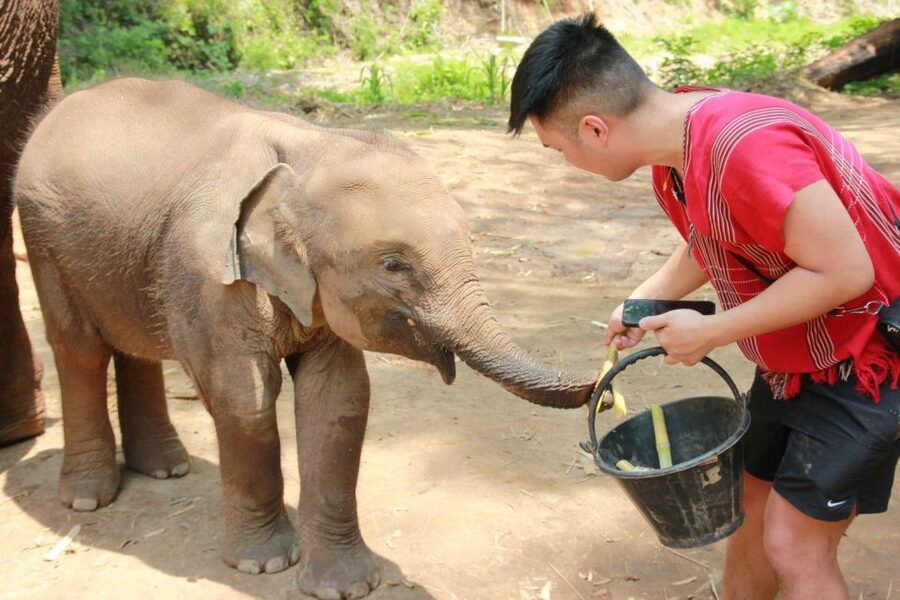 Chiang Mai: Full-Day Kerchor Elephant Eco Park Tour & Trek - The Waterfall Trek: Short, Pretty, and Slippery