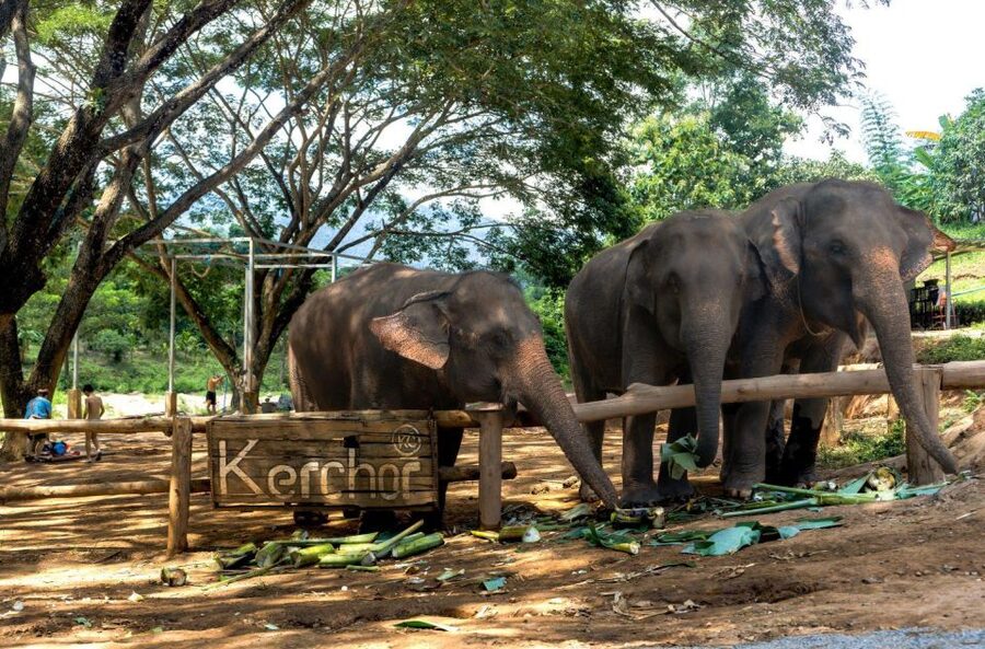 Chiang Mai: Full-Day Kerchor Elephant Eco Park Tour & Trek - Transport, Timing, and the Real Eight-Hour Day