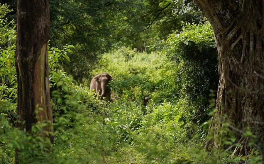 Chiang Mai Half-Day Adventure: River Tubing & Waterfall - Floating past elephants on the Mae Taeng