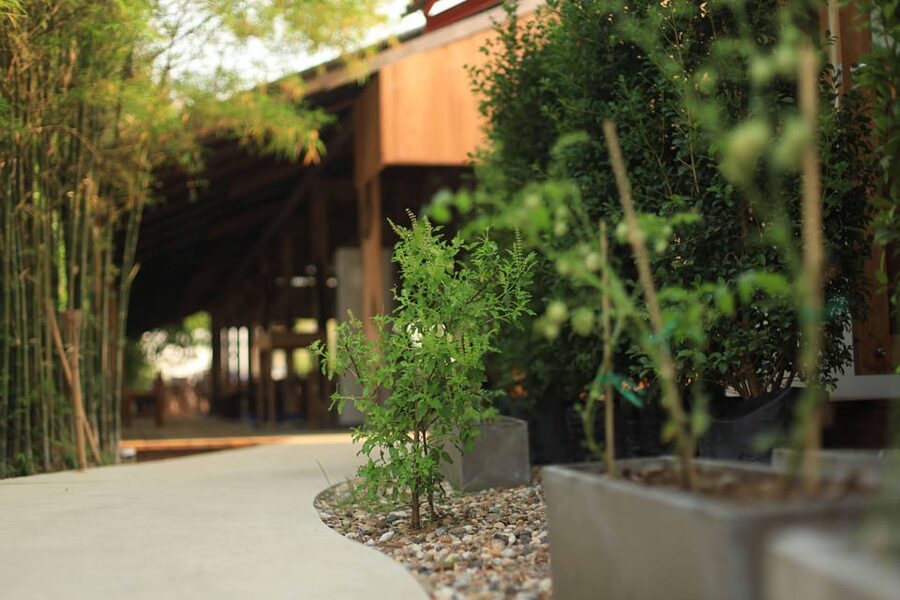 Chiang Mai: HALF-DAY COOKING COURSE at a Thai Cooking Farm - Dietary needs and cooking ability