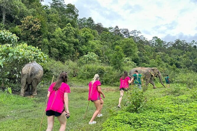 Chiang Mai Half Day Elephant Sanctuary Observation and Waterfall - Feeding and walking beside the elephants