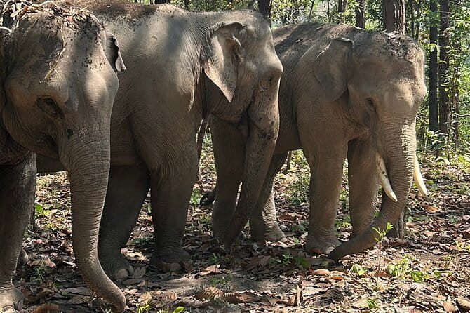 Chiang Mai Half Day Tour: Doi Inthanon Elephant Sanctuary - Why this Doi Inthanon elephant trip attracts attention
