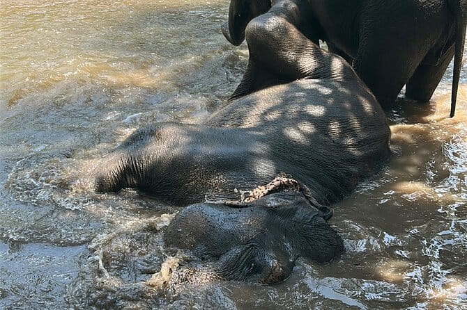 Chiang Mai Half Day Tour: Doi Inthanon Elephant Sanctuary - The river bathing scene