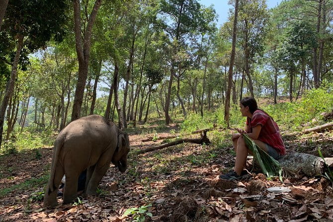 Chiang Mai Half Day Tour: Doi Inthanon Elephant Sanctuary - Lunch at a nearby restaurant