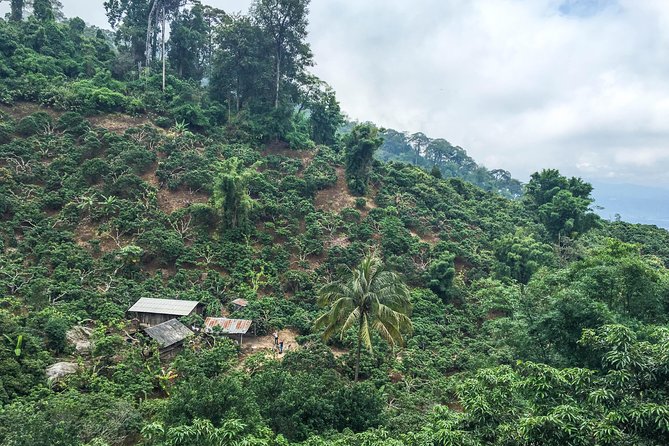 Chiang mai Hike & Downhill Bike Adventure –Suthep National Park - Khun Chang Khian, coffee, views, and a Hmong village meal