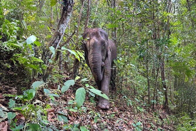 Chiang Mai: Inthanon, Elephant Sanctuary Observation & Waterfall - Key points at a glance