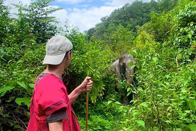 Chiang Mai: Inthanon, Elephant Sanctuary Observation & Waterfall - Meeting elephants at Joy Elephant Sanctuary