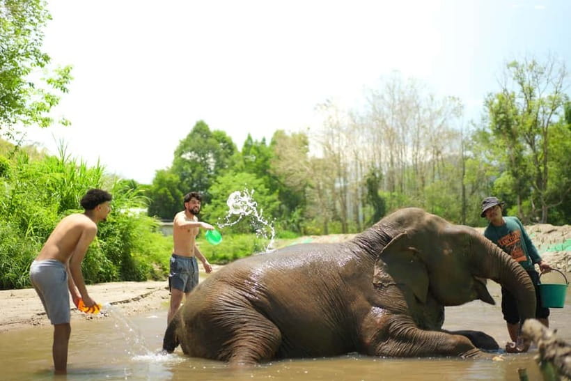 Chiang Mai: Jungle Jumbo Elephant Sanctuary with Waterfall - Who Will Enjoy This Experience Most?