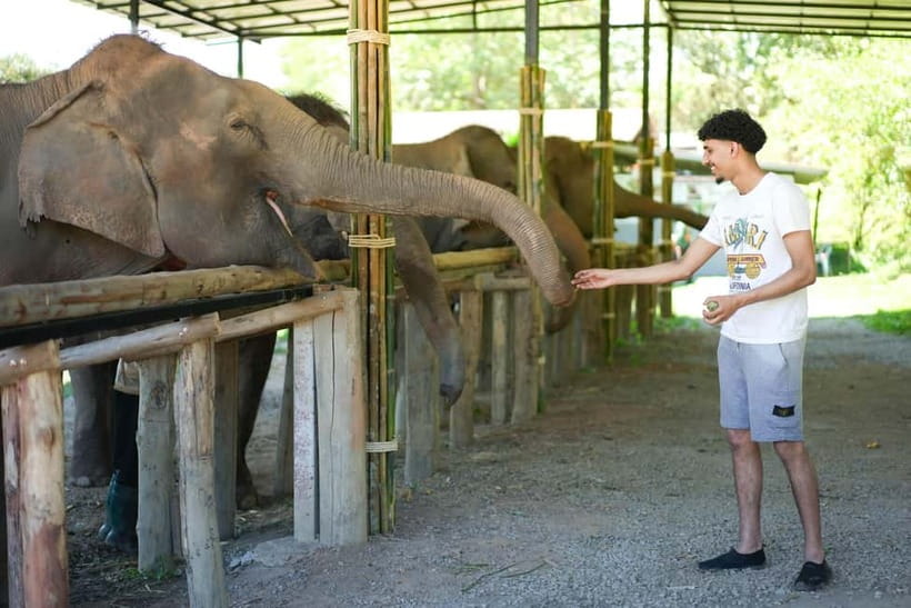 Chiang Mai: Jungle Jumbo Elephant Sanctuary with Waterfall - Meeting the Elephants at Jungle Jumbo