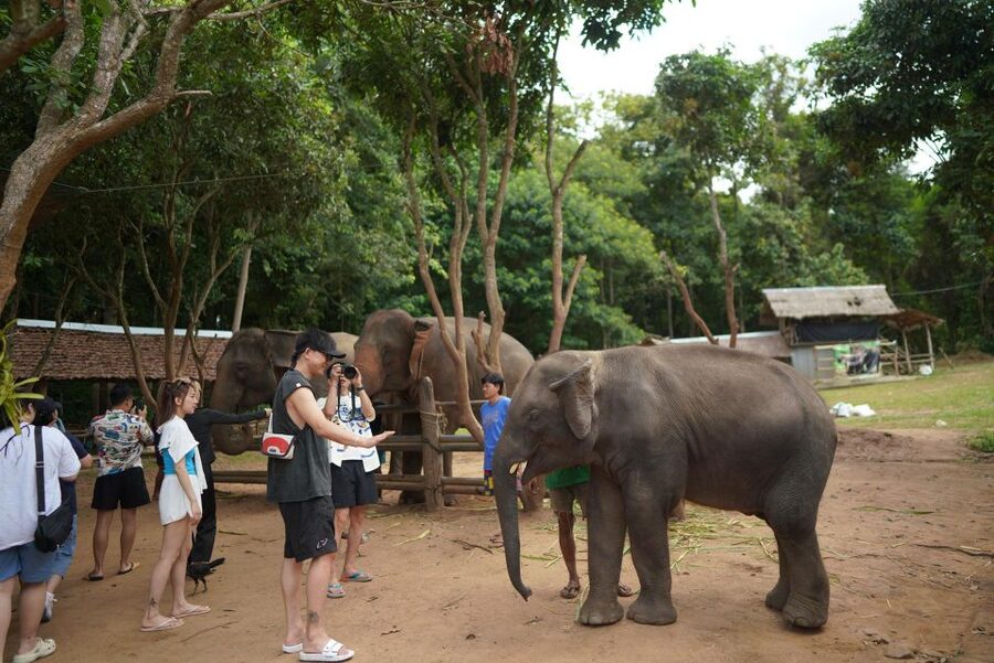 Chiang Mai: National Elephant Care, Rafting, & Ziplines Trip - The day in five useful details