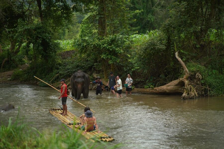 Chiang Mai: National Elephant Care, Rafting, & Ziplines Trip - Does the $51 price make sense?