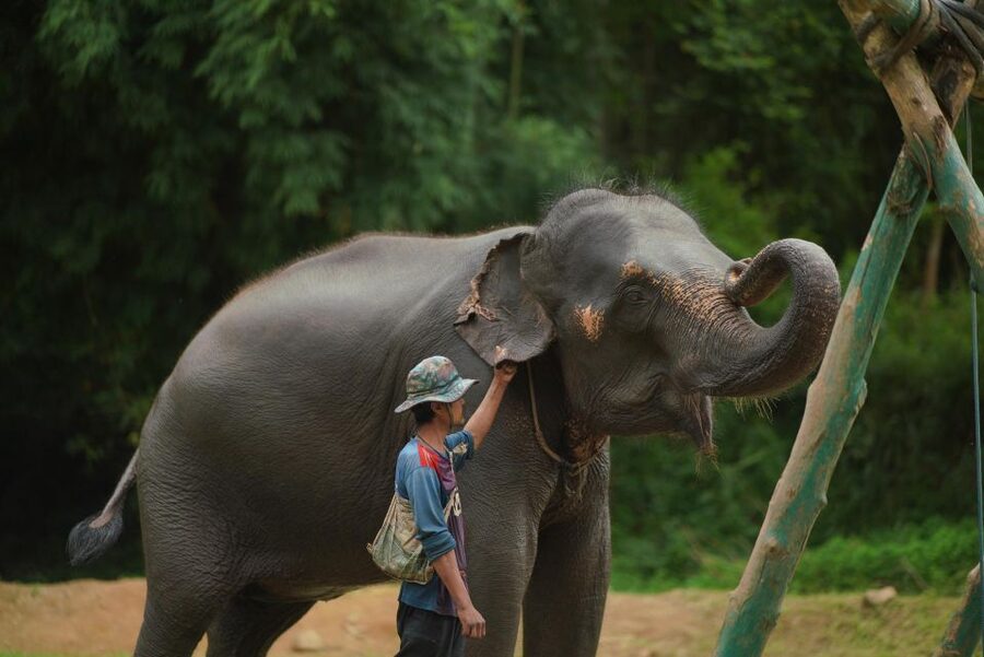 Chiang Mai: National Elephant Care, Rafting, & Ziplines Trip - Should you book it?
