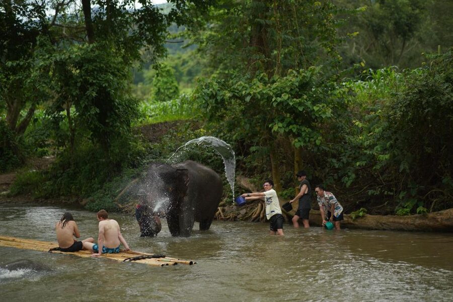 Chiang Mai: National Elephant Care, Rafting, & Ziplines Trip - Meeting the elephants at the Mae Wang habitat