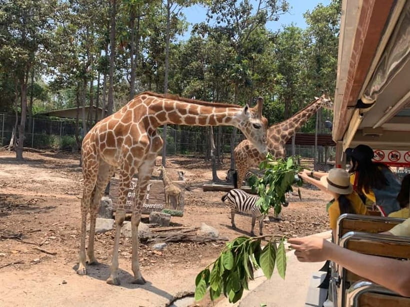 Chiang Mai Night Safari Ticket & Tram Rides Optional Pickup - Choosing hotel pickup or making your own way