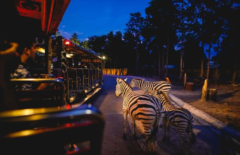 Chiang Mai Night Safari Ticket & Tram Rides Optional Pickup - Starting with the Savannah and Predator tram rides