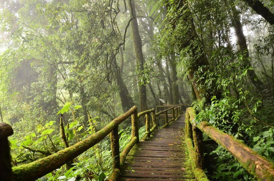 Chiang Mai: Pha Dok Siew Nature Trail & Doi Inthanon Trip - Flowers, rice fields, and the forest as a pantry