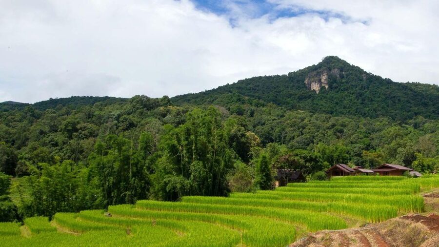 Chiang Mai: Pha Dok Siew Nature Trail & Doi Inthanon Trip - King and Queen Pagodas above the clouds