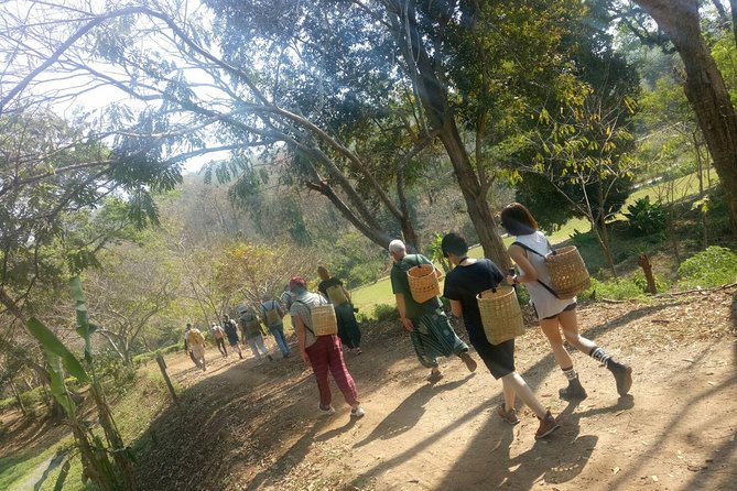 Chiang Mai Private Tour with Tea Plantation, Karen Village, Doi Suthep - Tea country and the question of what is included