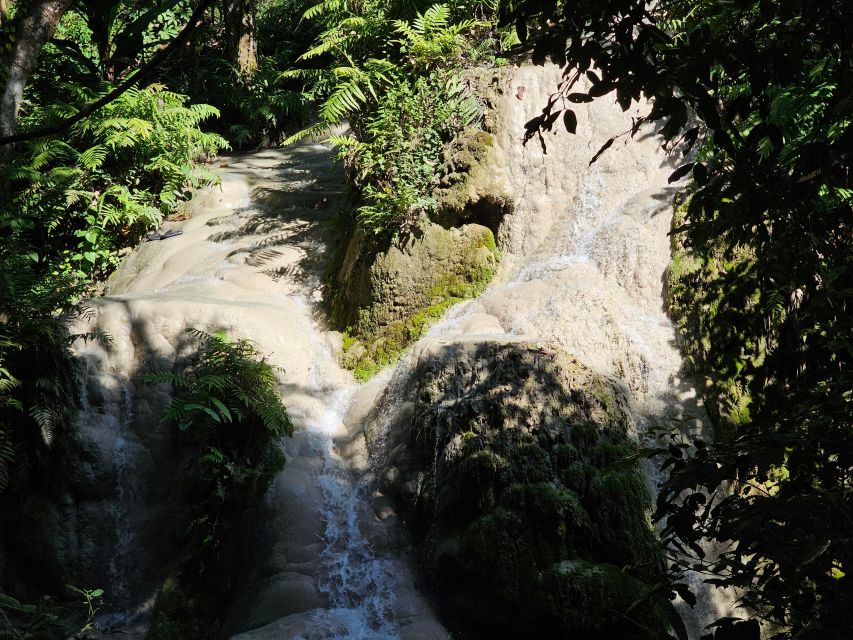 Chiang Mai: Sticky Waterfall Half-Day Tour & Hotel Transfers - What you can spot in the forest
