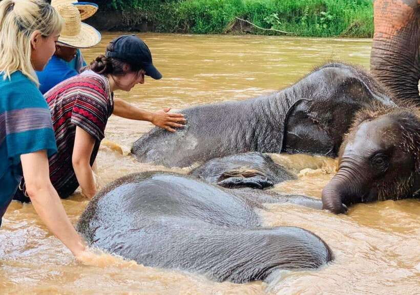 Chiang Mai | TeeTee Elephant Home Elephant Care Half-Day - Key points to know before booking
