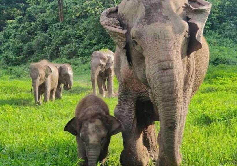 Chiang Mai | TeeTee Elephant Home Elephant Care Half-Day - The long ride from Chiang Mai to Kuet Chang