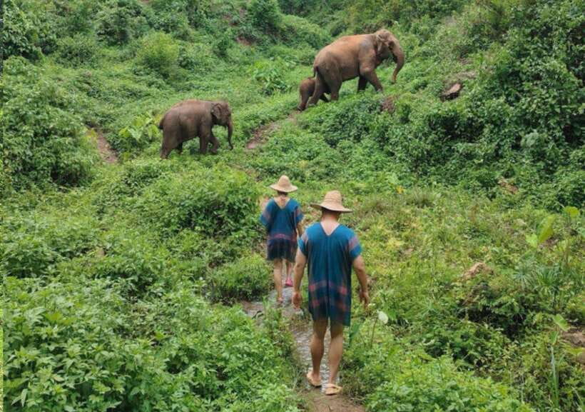 Chiang Mai | TeeTee Elephant Home Elephant Care Half-Day - Who will enjoy this half-day experience