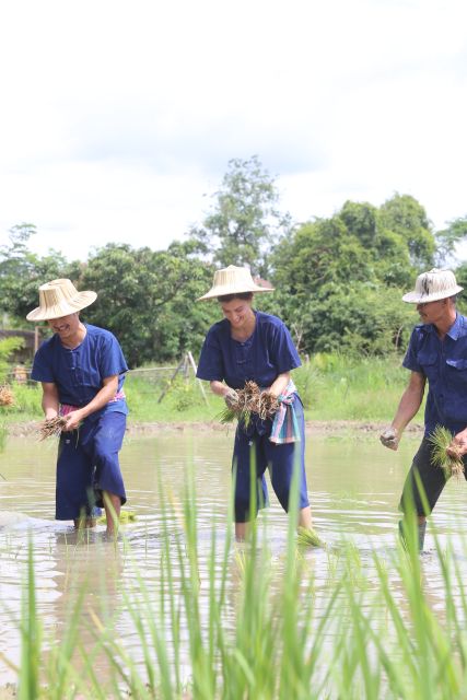 Chiang Mai: Thai Buffalo and Rice Planting Experience - Practical tips for a smoother visit