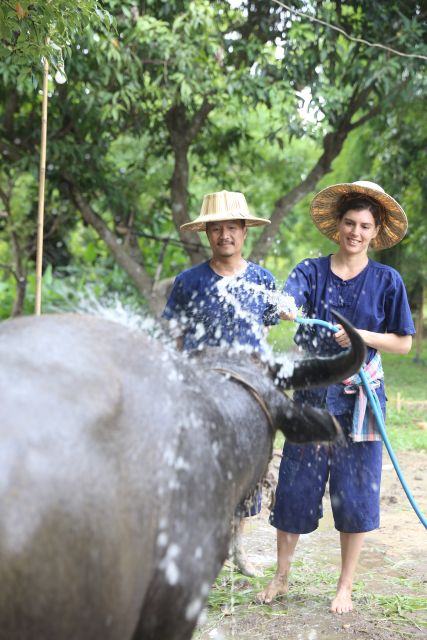 Chiang Mai: Thai Buffalo and Rice Planting Experience - What this Chiang Mai farm experience is really like