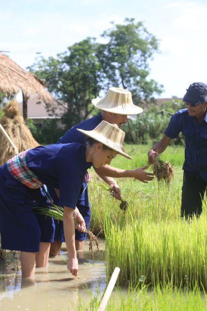 Chiang Mai: Thai Buffalo and Rice Planting Experience - From rice nursery to muddy paddy