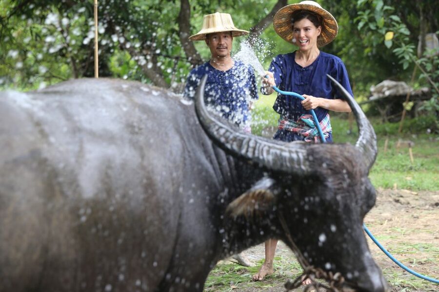 Chiang Mai: Thai Buffalo and Rice Planting Experience - Why the small group size helps