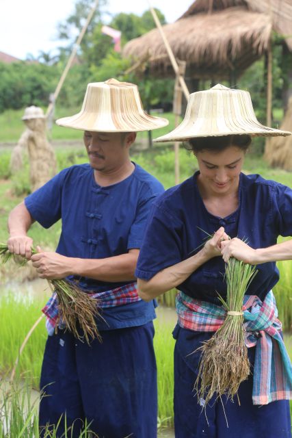 Chiang Mai: Thai Buffalo and Rice Planting Experience - Cost, timing, and overall value