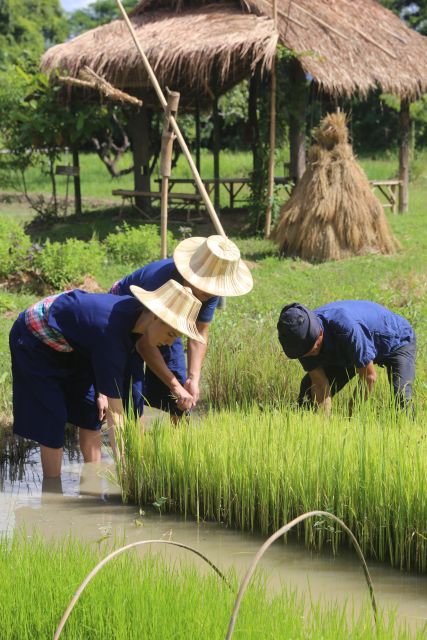 Chiang Mai: Thai Buffalo and Rice Planting Experience - Riding the red taxi to Hang Tueng farm