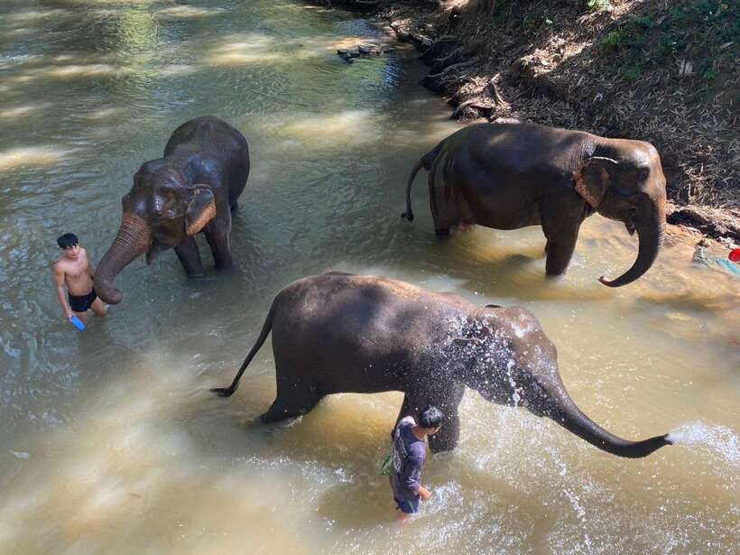 Chiang Mai Untouched Elephant: Nature Walk & Waterfall Trek - Meeting the mahouts and preparing elephant food