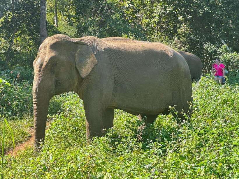 Chiang Mai Untouched Elephant: Nature Walk & Waterfall Trek - Walking with elephants through the jungle