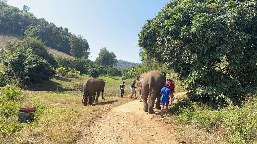 Chiang Mai Untouched Elephant: Nature Walk & Waterfall Trek - A local lunch back in the village