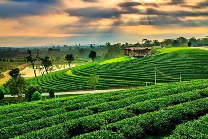 Chiang Rai: 7 Major Sites, Golden Triangle & Tea Plantation - Golden Triangle: where three countries meet