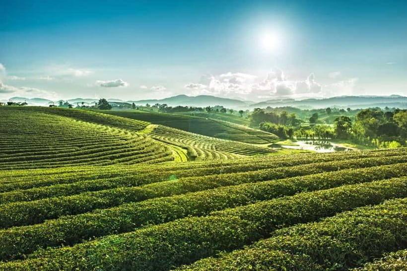 Chiang Rai: 7 Major Sites, Golden Triangle & Tea Plantation - Morning pickup and the road north