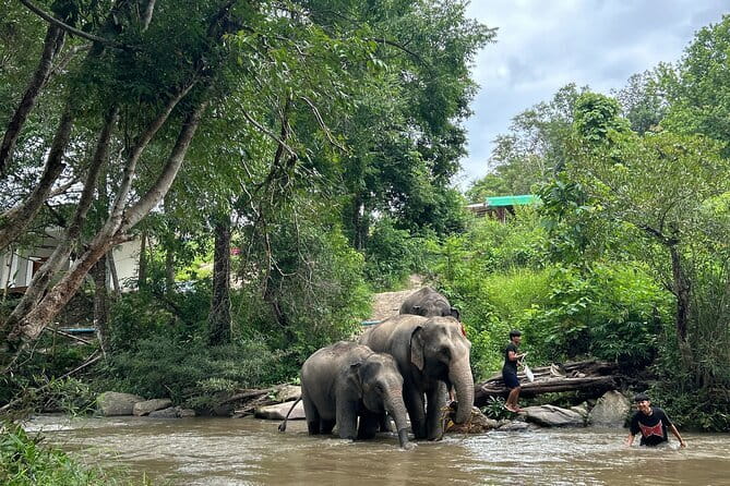 ChiangMai 1DayTour:Elephant Sanctuary,king&queen pagoda,waterfall - Guides Who Add Personality to the Day