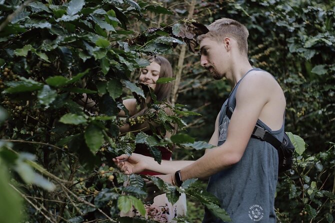 Chiangmai Coffee Farm Tour - Leaving Chiang Mai for the coffee hills