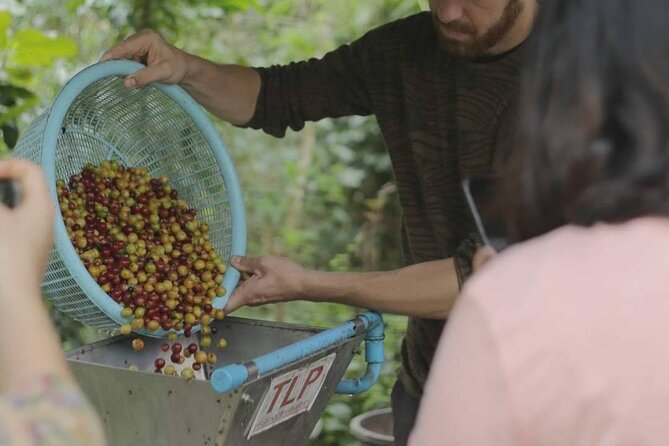Chiangmai Coffee Farm Tour - Picking coffee cherries by hand