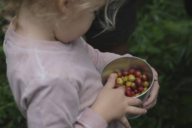 Chiangmai Coffee Farm Tour - From cherries to useful souvenirs