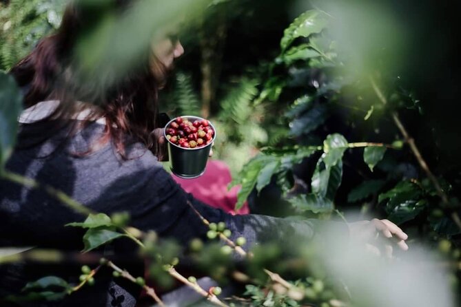 Chiangmai Coffee Farm Tour - Roasting your own coffee beans