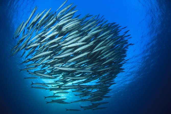 Chumphon Pinnacle-Koh Tao 2 dive trip for certified divers - Key points at a glance