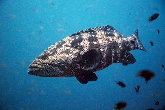 Chumphon Pinnacle-Koh Tao 2 dive trip for certified divers - Starting from Koh Samui at 8:00 a.m.